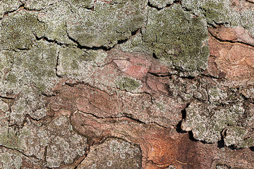 Tree bark with moss close up. Old wood tree bark texture with moss. Soft selective focus.