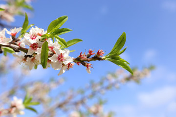 background of spring cherry blossoms tree. selective focus