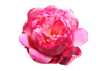 luxurious pink peony flower close-up on a white background. flower of Love