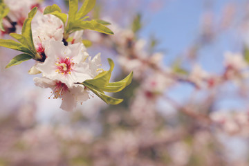 background of spring cherry blossoms tree. selective focus