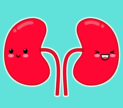 Kidney Cartoon Images – Browse 7,720 Stock Photos, Vectors, and Video |  Adobe Stock