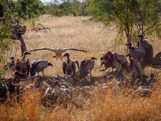 White-backed vulture (Gyps africanus). Mpumalanga. South Africa.
