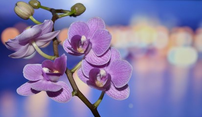Kwiat, orchidea