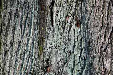 Tree Bark with Lichen