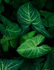 Fototapeta na wymiar Green leaves in the rainforest. Abstract background.