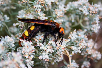 Giant scolia (Megascolia maculata) collects nectar from a wormwood flower