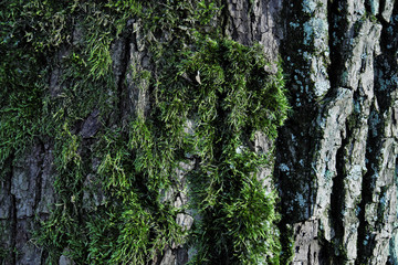 Moss and lichen on the bark