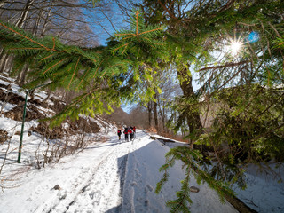 hikers walk towards the snowy mountain and fir branches in the foreground