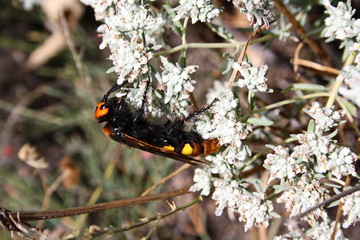 Giant scolia (Megascolia maculata) collects nectar from a wormwood flower
