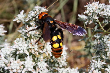 Giant scolia (Megascolia maculata) collects nectar from a wormwood flower