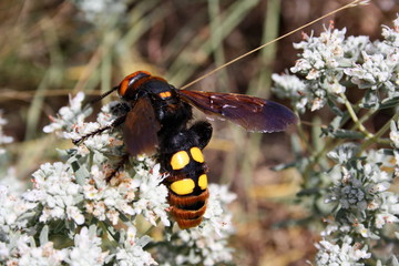Giant scolia (Megascolia maculata) collects nectar from a wormwood flower