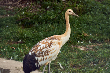 Wild bird. Sandhill crane stands in the water and looks at the photographer