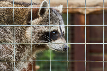 Wild raccoon sits behind bars at zoo