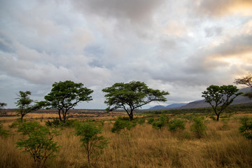 Fototapeta na wymiar African Savanna Landscape, Natural Park