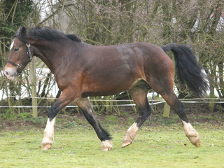 Young Bay Horse