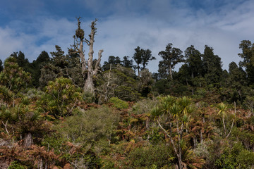 Fototapeta na wymiar Tongariro forest New Zealand