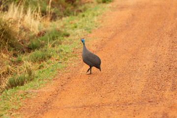 Helmeted guineafowl in the bushes of South Africa