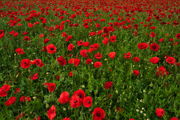 Poppies in a sunny cornfield