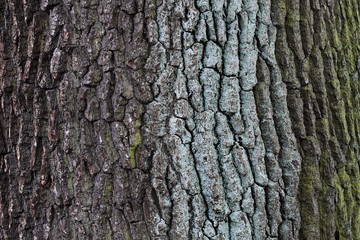 Tree bark