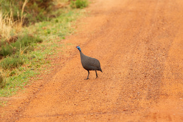 Helmeted guineafowl in the bushes of South Africa