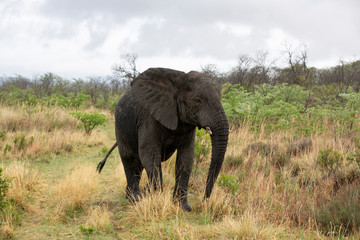 Elephant in the bushes in South Africa