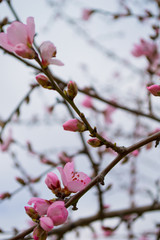 Flowering fruit tree	