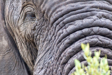 Fototapeta premium Elephant in the bushes in South Africa