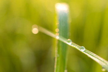 A round dew on the top of the grass, Close up shot.