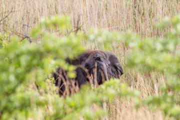 Elephant in the bushes in South Africa