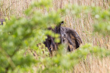 Elephant in the bushes in South Africa
