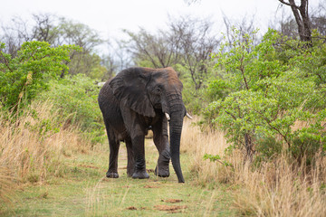 Obraz premium Elephant in the bushes in South Africa