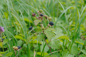 wild blackberry on grass background