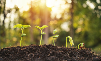 Agriculture plant seeding growing step in garden and sunlight