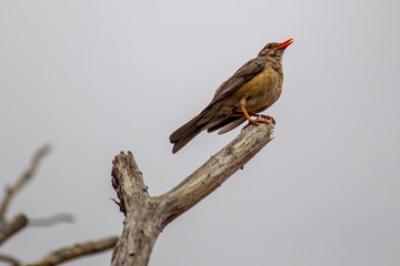Rufous-naped lark, crested african bush bird