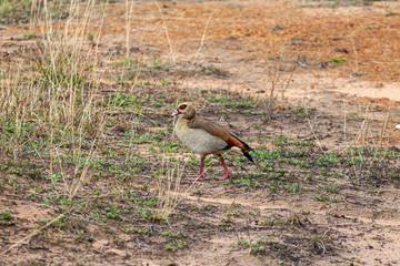 Egyptian goose in south africa
