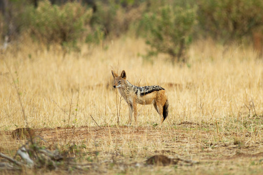 Black Backed Jackal South Africa