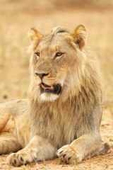 South African Lion in the Savanna