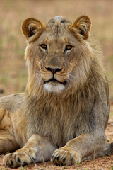 Obraz na płótnie Canvas South African Lion in the Savanna