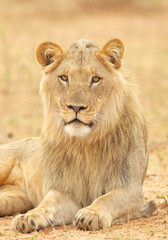 Obraz na płótnie Canvas South African Lion in the Savanna
