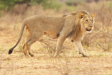 South African Lion in the Savanna