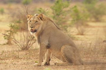 Fototapeta na wymiar South African Lion in the Savanna