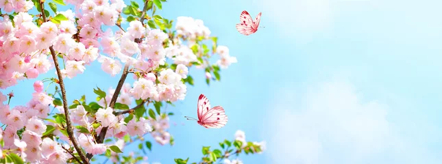 Fototapeten Zweige blühende Kirsche am blauen Himmel des Hintergrundes, flatternde Schmetterlinge im Frühjahr auf der Natur im Freien. Rosa Kirschblüte-Blumen, erstaunliche bunte verträumte romantische künstlerische Bildfrühlingsnatur, Kopienraum. © Laura Pashkevich