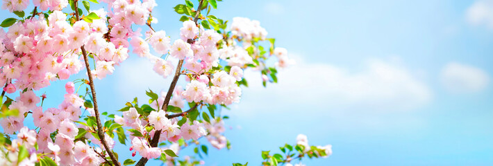 Panele Szklane  Gałęzie kwitnące wiśni na tle błękitne niebo i białe chmury wiosną na zewnątrz natury. Różowe kwiaty sakura, niesamowite kolorowe marzycielski romantyczny artystyczny obraz wiosna natura, format transparentu.