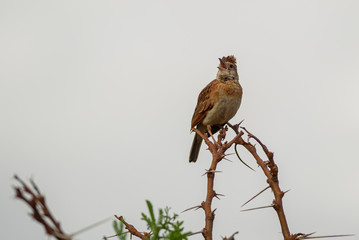 Rufous-naped lark, crested african bush bird