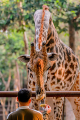 Photos of giraffes in the zoo © ketkata