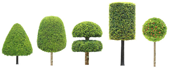 collection set of different shape of topiary tree isolated on white background for formal Japanese...