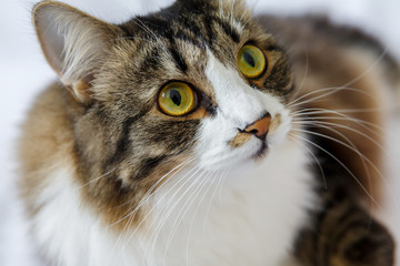 Fluffy cat with big yellow and green eyes, and a mustache