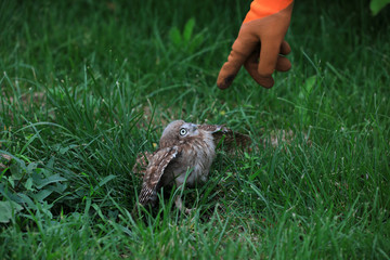 Owl Juvenile in the wild, close-up photos