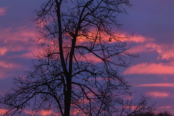 Silhouette of tree against purple sunset