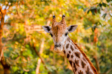 Photos of giraffes in the zoo